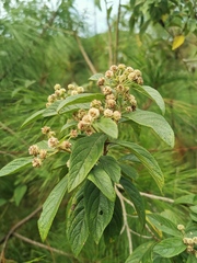 Lippia myriocephala
