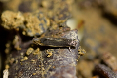 Amphixystis