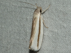 Xylorycta strigata