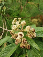 Lippia myriocephala