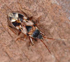 Scolopostethus pilosus