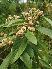 Lippia myriocephala