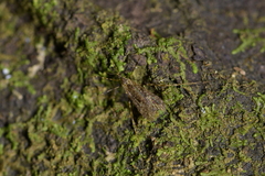 Amphineurus hudsoni