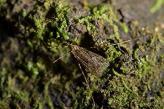 Amphineurus hudsoni