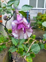 Datura metel