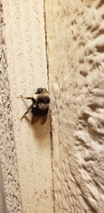 Bombus melanopygus