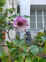 Datura metel