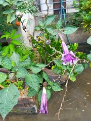 Datura metel