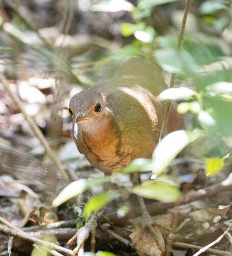 Brown Mesite (Mesitornis unicolor), photo 3