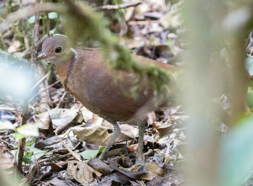 Brown Mesite (Mesitornis unicolor), photo 4