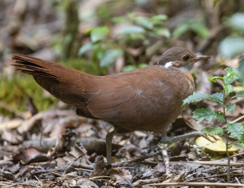 Brown Mesite (Mesitornis unicolor), photo 7