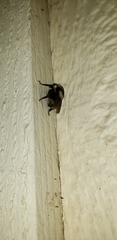 Bombus melanopygus