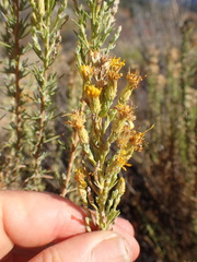 Ericameria ericoides