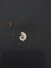 Spirula spirula