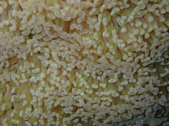 Fimbriaphyllia ancora