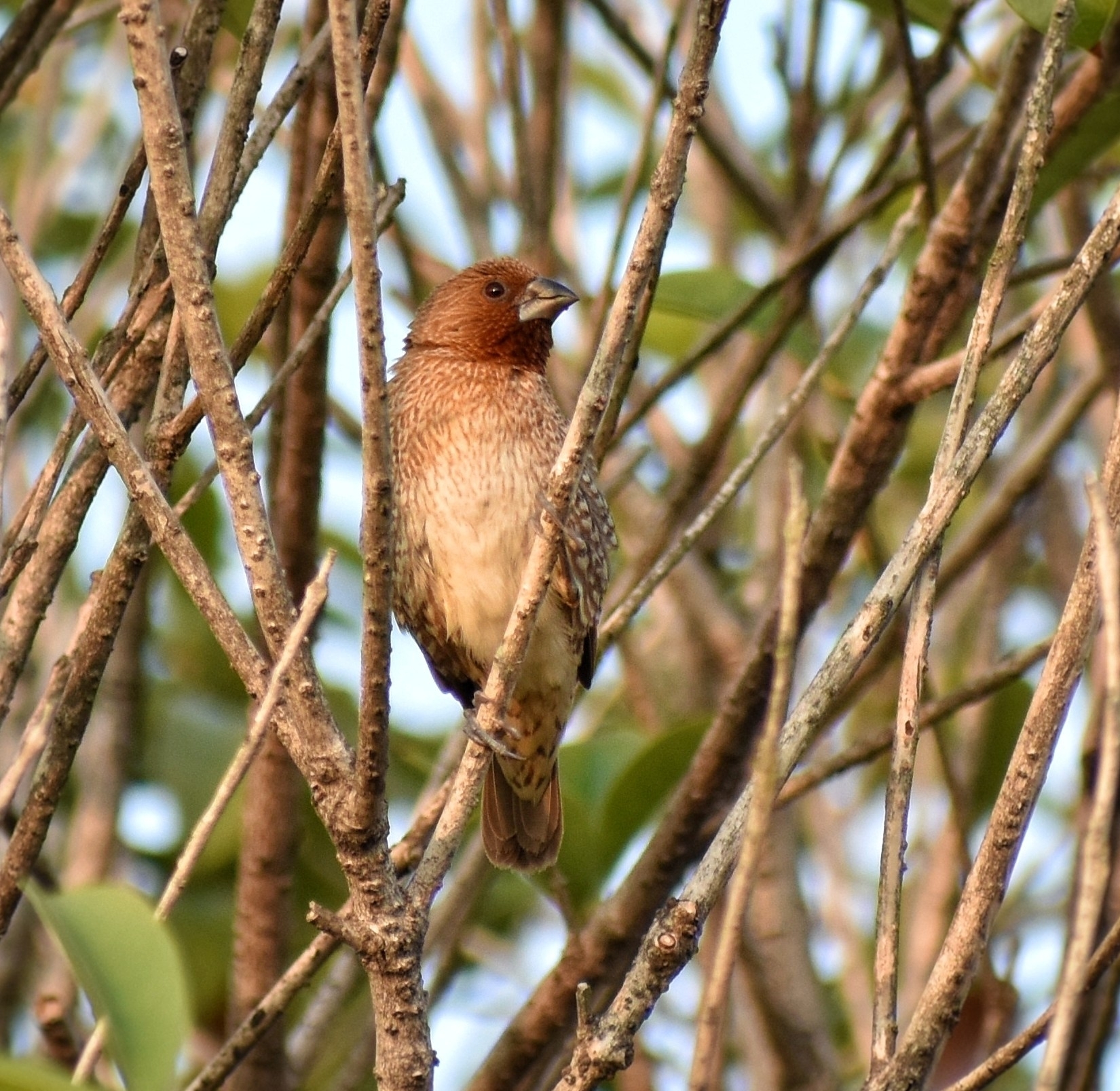 Scaly-breasted Munia