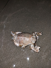 Blepharipoda occidentalis