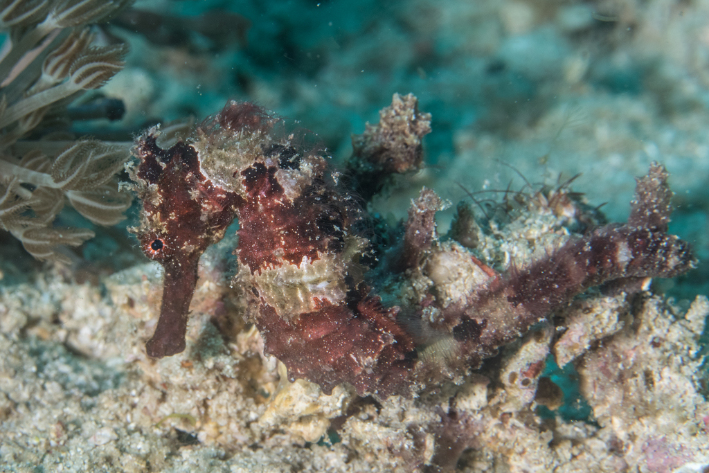 Hedgehog Seahorse