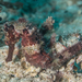 Queensland Seahorse - Photo (c) Mark Rosenstein, some rights reserved (CC BY-NC-SA)