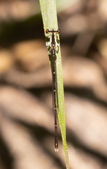 Platycnemididae