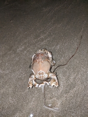 Blepharipoda occidentalis