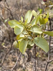 Santalum ellipticum