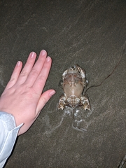 Blepharipoda occidentalis