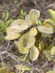 Santalum ellipticum