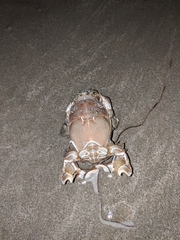 Blepharipoda occidentalis