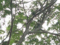 Psittacula alexandri