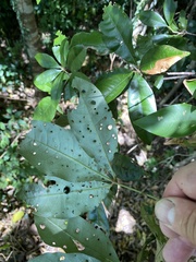 Heritiera trifoliolata