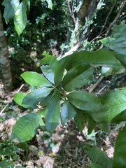 Heritiera trifoliolata