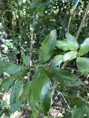 Heritiera trifoliolata