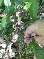 Heritiera trifoliolata