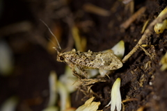 Lysiphragma epixyla