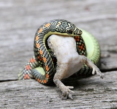 Chrysopelea paradisi