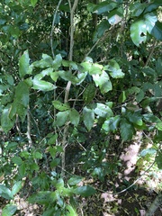 Heritiera trifoliolata