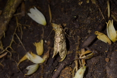 Lysiphragma epixyla