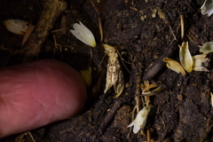 Lysiphragma epixyla