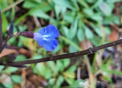 Salvia jaimehintoniana