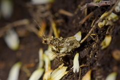 Lysiphragma epixyla