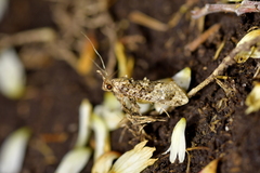 Lysiphragma epixyla