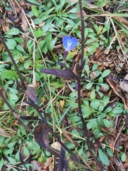 Salvia jaimehintoniana