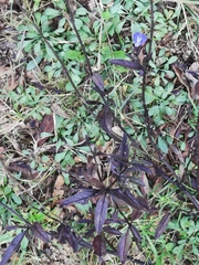 Salvia jaimehintoniana