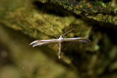 Pterophorus furcatalis