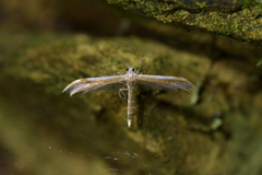 Pterophorus furcatalis