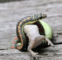 Chrysopelea paradisi