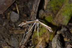 Pterophorus furcatalis