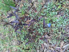 Salvia jaimehintoniana