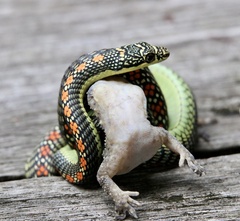 Chrysopelea paradisi